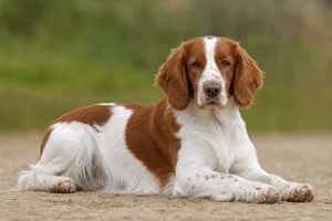 Welsh Springer Spaniel — lying down