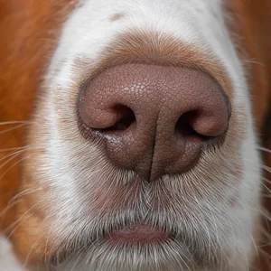 Welsh Springer Spaniel — nose