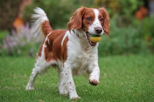 Welsh Springer Spaniel — playing