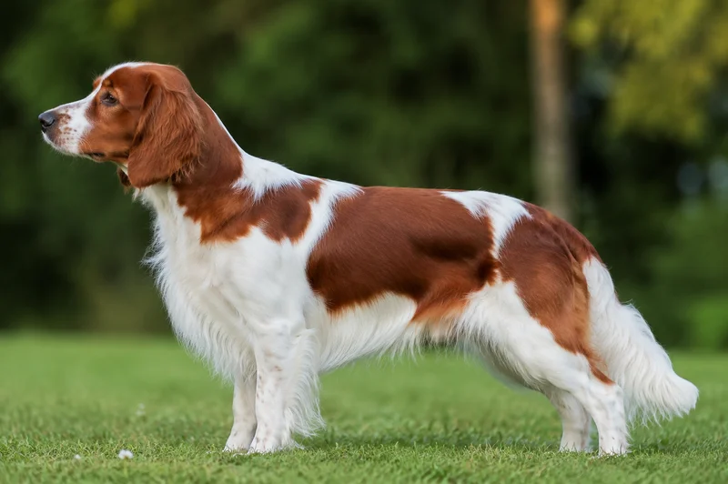 Welsh Springer Spaniel — side