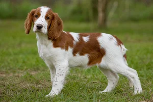 Welsh Springer Spaniel — puppy (~4 mo)
