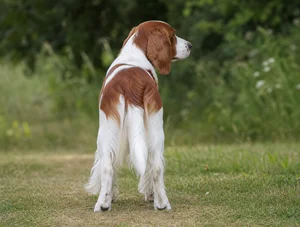 Welsh Springer Spaniel — rear