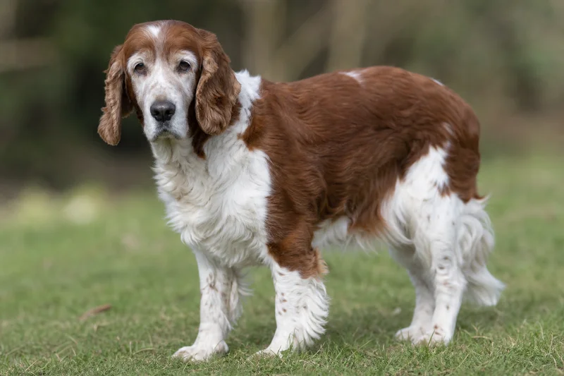 Welsh Springer Spaniel — senior