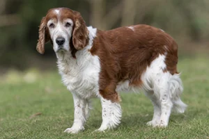 Welsh Springer Spaniel — senior
