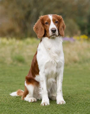 Welsh Springer Spaniel — sitting