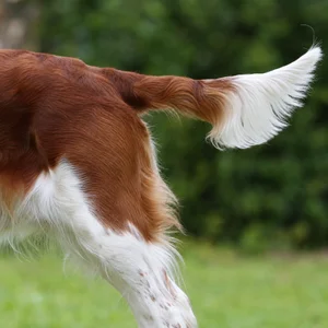 Welsh Springer Spaniel — tail