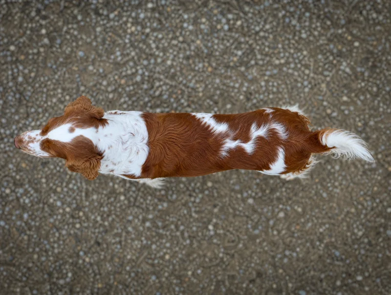 Welsh Springer Spaniel — top
