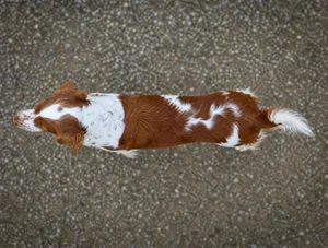 Welsh Springer Spaniel — top
