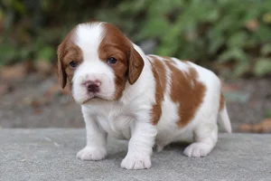 Welsh Springer Spaniel — young puppy (~1 mo)