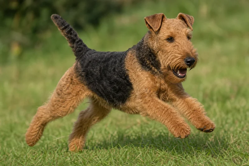 Welsh Terrier — running