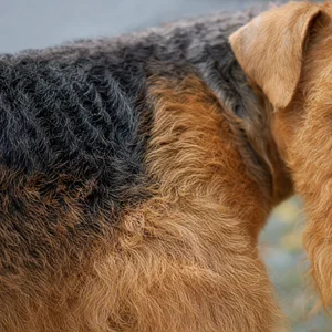 Welsh Terrier — coat texture