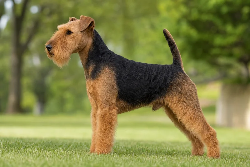Welsh Terrier — black and tan coat