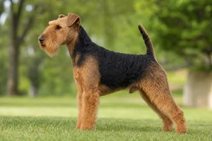 Welsh Terrier — black and tan coat