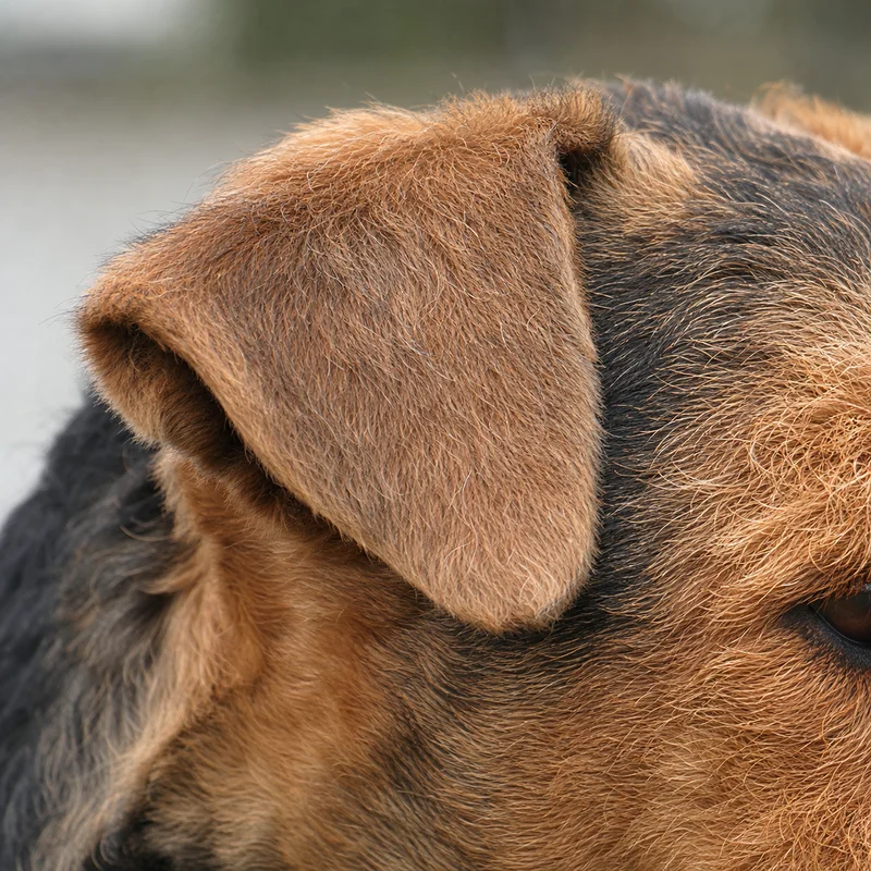 Welsh Terrier — ears