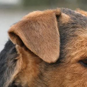 Welsh Terrier — ears