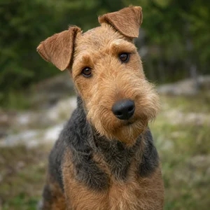 Welsh Terrier — alert