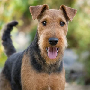 Welsh Terrier — happy