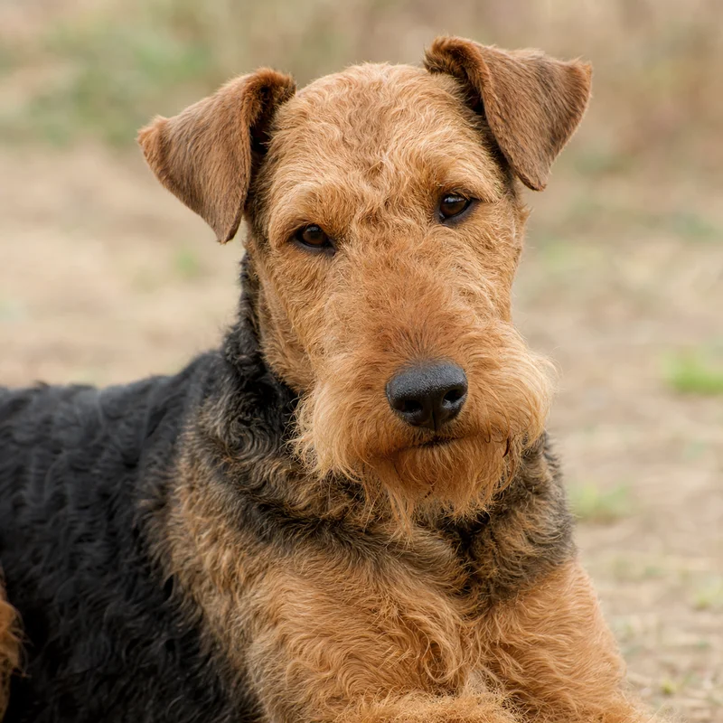Welsh Terrier — relaxed