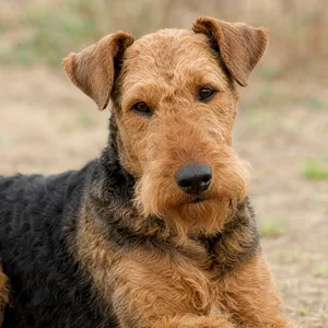 Welsh Terrier — relaxed