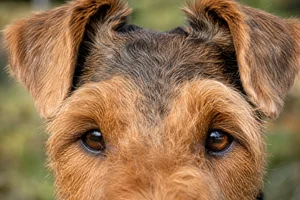 Welsh Terrier — eyes