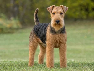 Welsh Terrier — front