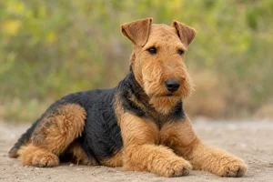 Welsh Terrier — lying down