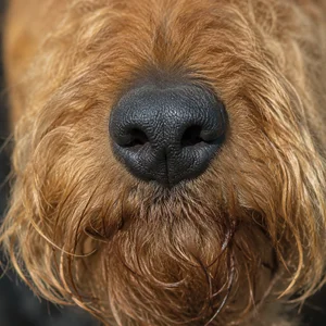 Welsh Terrier — nose