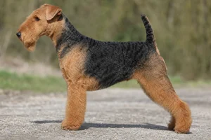 Welsh Terrier dog
