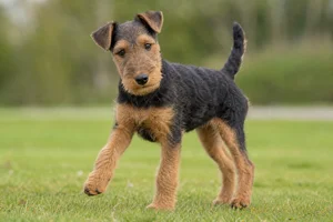 Welsh Terrier — puppy (~4 mo)