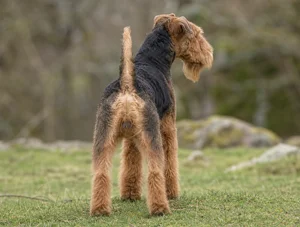 Welsh Terrier — rear