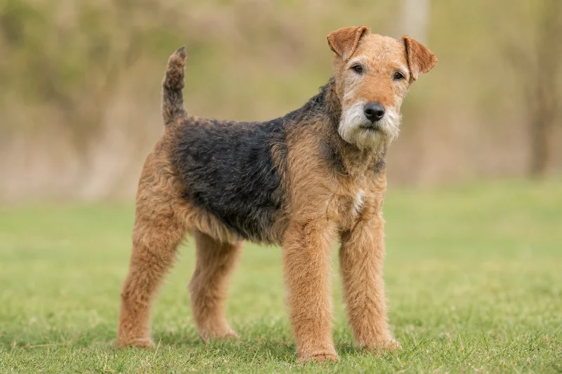 Welsh Terrier — senior