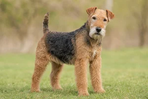 Welsh Terrier — senior