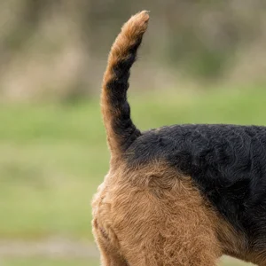 Welsh Terrier — tail