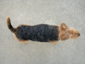 Welsh Terrier — top