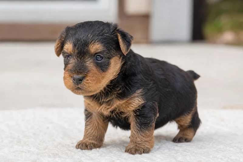 Welsh Terrier — young puppy (~1 mo)