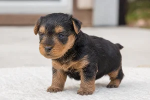 Welsh Terrier — young puppy (~1 mo)