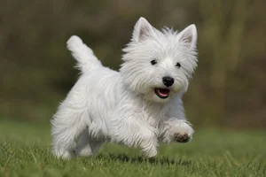 West Highland White Terrier — running