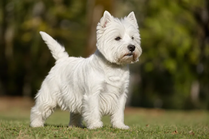 West Highland White Terrier — adult