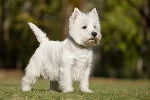 West Highland White Terrier — adult