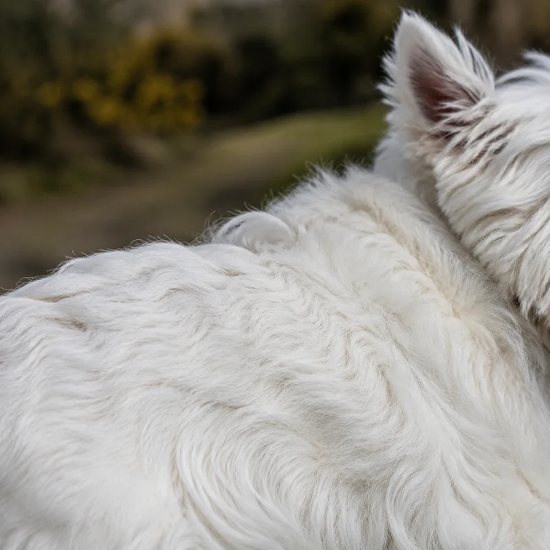 West Highland White Terrier — coat texture