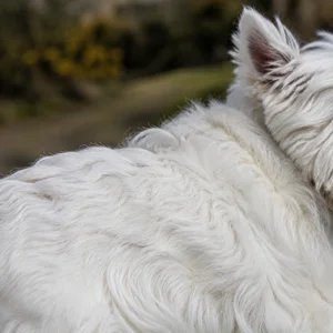 West Highland White Terrier — coat texture