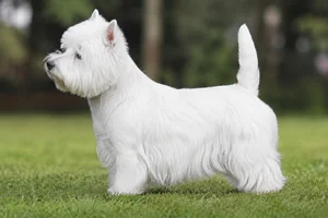 West Highland White Terrier — White coat