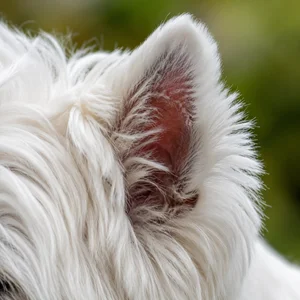 West Highland White Terrier — ears