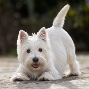 West Highland White Terrier — playful