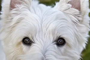 West Highland White Terrier — eyes