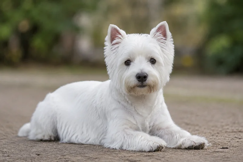 West Highland White Terrier — lying down