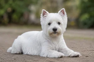 West Highland White Terrier — lying down