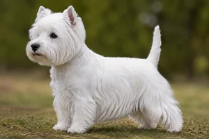 West Highland White Terrier dog