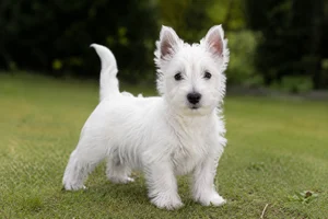 West Highland White Terrier — puppy (~4 mo)