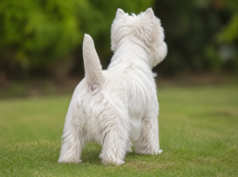 West Highland White Terrier — rear